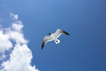 One seagull on blue the sky background