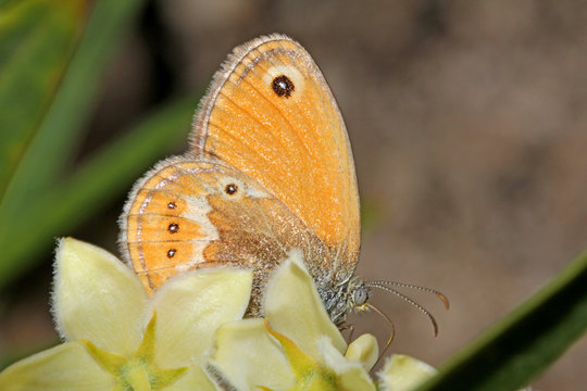 piccola farfalla del genere Coenonympha