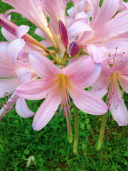 Amaryllis belladonna