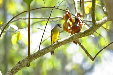 Atrapamoscas (Myiarchus swainsoni)