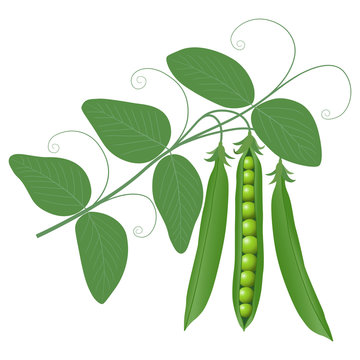 peas on a branch