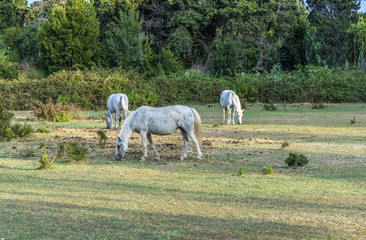 Fototapeta premium white horses graze at the meadow in the camargue