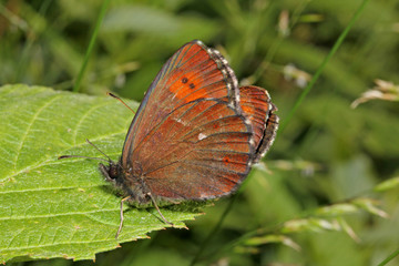 farfalla bruna tipica della montagna (Erebia euryale)