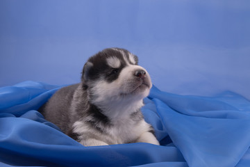 Husky Welpe liegt auf kuscheliger blauem Stoff