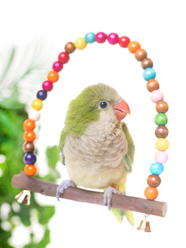 Fototapeta Monk parakeet in studio
