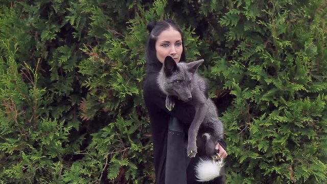 Brunette poses for photographer with wild silver fox in summer. Attractive woman holds the animal in arms and hugs mammal standing near big green thuja in park in her weekend. Animal s fur are fluffy.