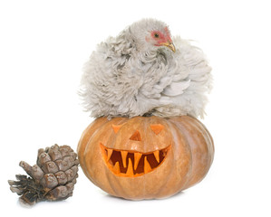pumpkin of halloween and chicken