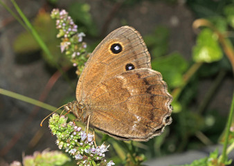 farfalla bruna con grandi ocelli (Minois dryas)