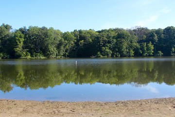 The reflecting trees in the lake waitron a sunny day.