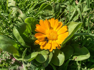Yellow flower, natural summer background, selective focus
