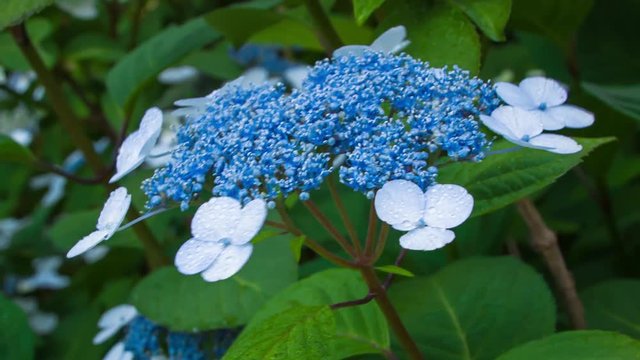Hydrangea #019