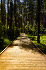 Path With Green Trees in Forest