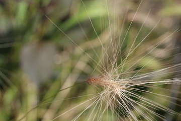 Wispy plant