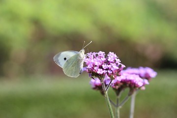 White Butterfly