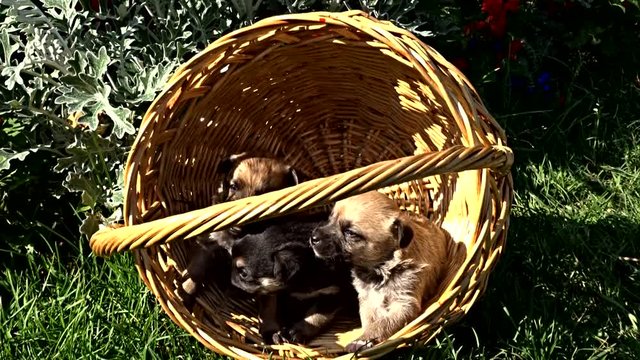 Puppies in the basket