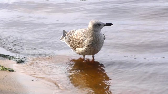 The unfortunate Nestling cormorant Fulmar with a torn wing. Seagull ship-followers - the beautiful and doomed not to fly. The world of animals around.