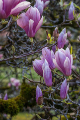Fototapeta premium Botanical Garden, Coimbra, Portugal