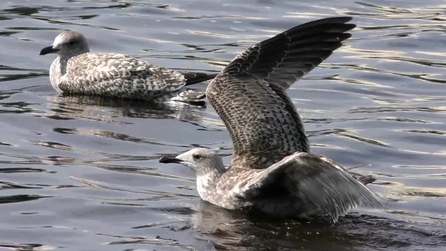 Unfortunate Nestling cormorant Fulmar with a broken injured wing trying to take off from water. Seagull ship-followers - the beautiful  birds and doomed not to fly. The world of animals around.