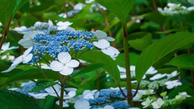 Hydrangea #020