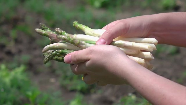 High quality video of hands holding asparagus in real 1080p slow motion 250fps