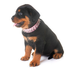 Fototapeta premium puppy rottweiler in studio