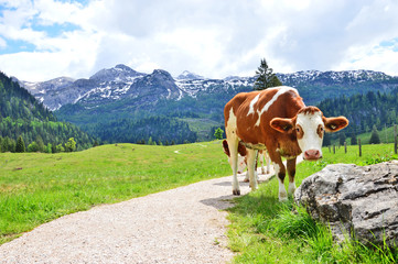 Fototapeta na wymiar Cow on an alpine meadow.