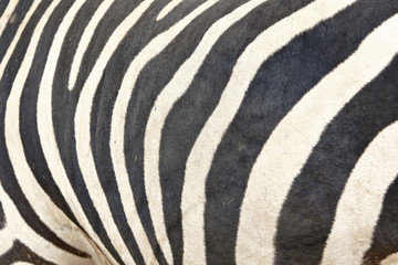 Fototapeta premium Cebra común (Equus quagga)