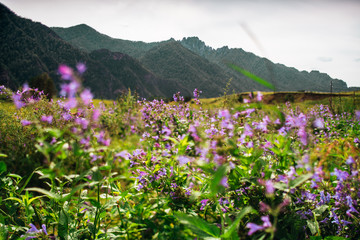 Tilt-shift shooting of beautiful summer scenery with lilac wildflowers in foreground on the meadow with native grasses and Altai mountain ridge in background on sunny day, Russia