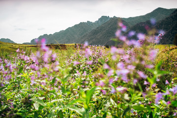 Obraz premium Tilt-shift view of idyllic summer scenery with purple flowers in foreground on grassland surrounded by greenery and mountain ridge in background, Altai mountains near Chemal district, Russia