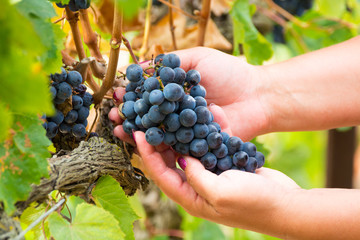 Ripe red wine grapes ready to harvest and wine production