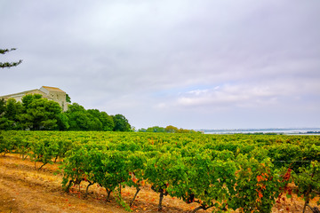 Fototapeta na wymiar Vineyard in Camargue near Montpellier, South France, red wine grapes plantations