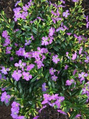 Lila Blüten - Blumengruss 