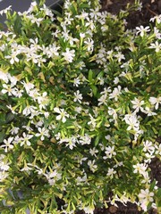 Weiße Blüten - Blumengruss