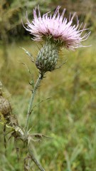 Purple Thistle