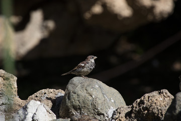 sparrow