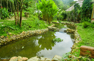 Close up of a beautiful pond, in western Ecuador, at 1,400m elevation in Mindo, Pichincha