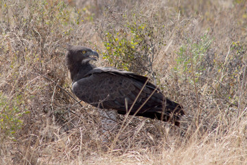 Kampfadler im Etosha-Nationalpark