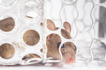 mouse in cage