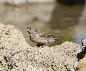 sparrow