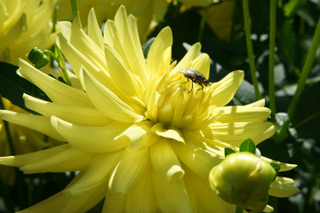 Obraz premium Yellow Dahlia and a fly