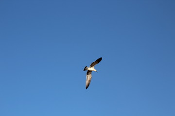 Ave en vuelo, el cielo despejado.