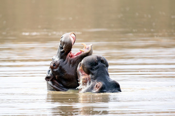 Fototapeta premium Hippo