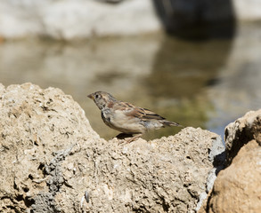 sparrow