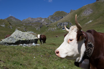 Fototapeta na wymiar mucche in montagna
