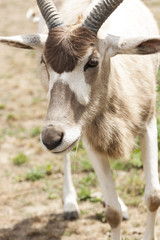 Closeup of an antelope, beautiful and fast animal