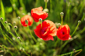 Red poppy