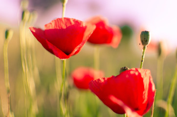 Obraz premium Red poppy