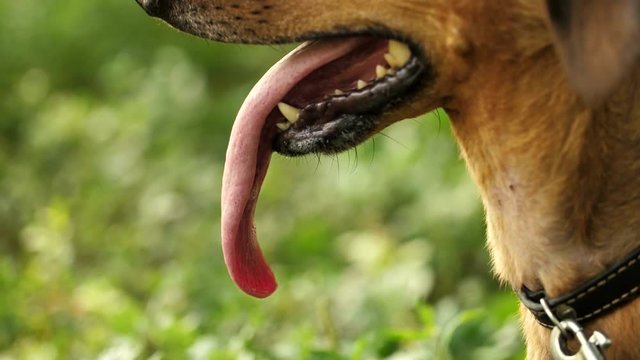 Dog breathing with tongue out