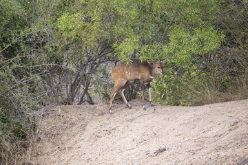 Bushbuck