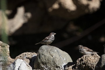 sparrow